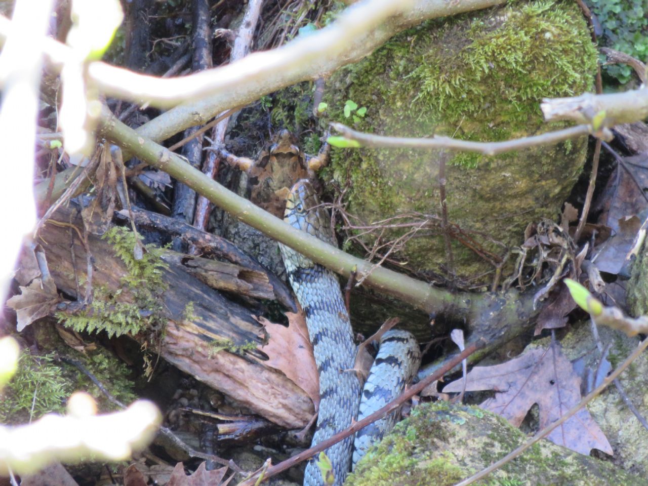 Natrix natrix sicula preda Discoglossus pictus